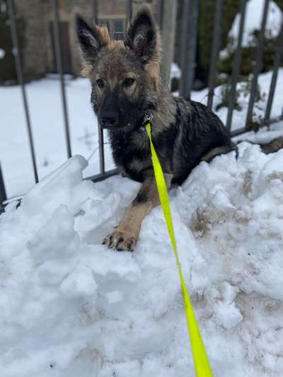 Hundetreffen-Spielkamerad/in gesucht-Bild