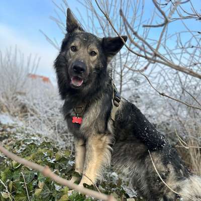 Hundetreffen-Spielkamerad/in gesucht-Bild