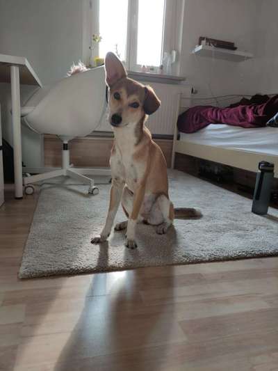 Windhunde - Treffen der besonderen Schönheiten
HERZLICH WILLKOMMEN-Beitrag-Bild