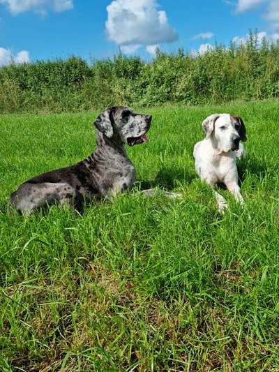 Deutsche Doggen Besitzer zeigt euch-Beitrag-Bild