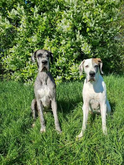 Welche Hunderasse-Beitrag-Bild