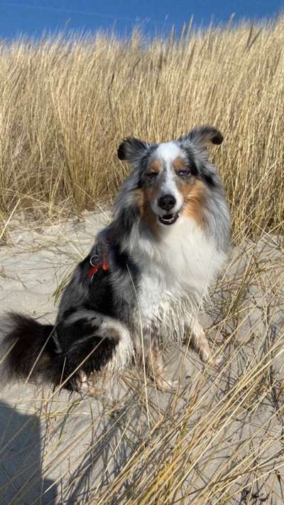 Shelties-Beitrag-Bild