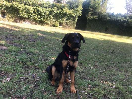 Hundetreffen-Welpen Gassi Spielen - Schlossberg Parkplatz Nagold-Bild