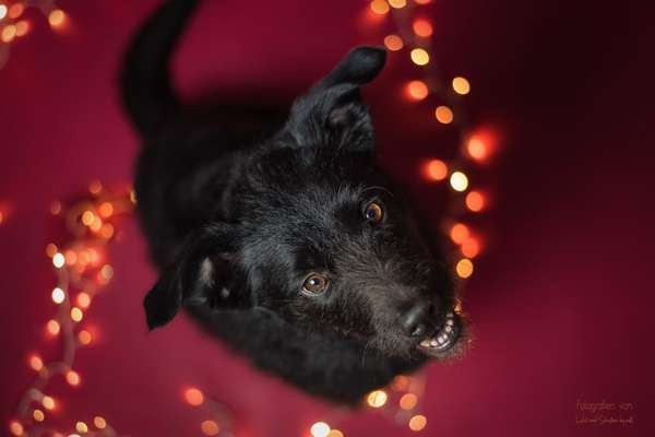 Labradorfans-Beitrag-Bild