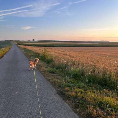 Hundetreffen-Gemeinsame Gassirunde 🐶-Bild