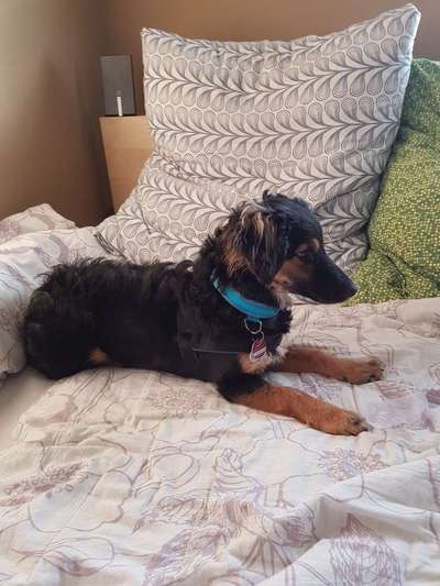 Welpen Bilder !-Beitrag-Bild