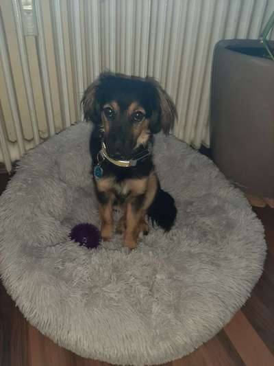 Welpen Bilder !-Beitrag-Bild