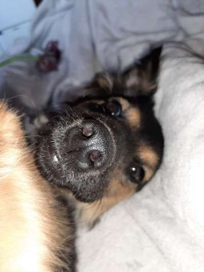 Lieblingsbild von euren Hunden?-Beitrag-Bild