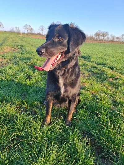 Wie kamst du zu deinem Hund?-Beitrag-Bild