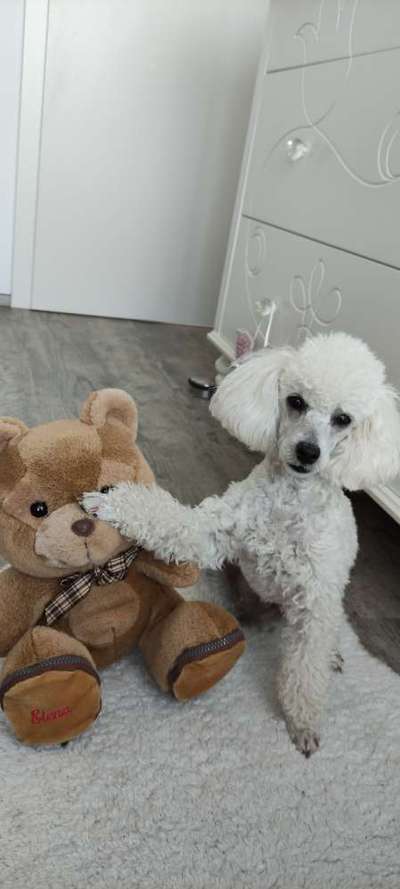 Dogorama Blog Challenge: Hundetricks-Beitrag-Bild