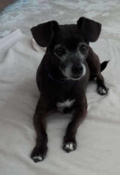 Wie kamst du zu deinem Hund?-Beitrag-Bild