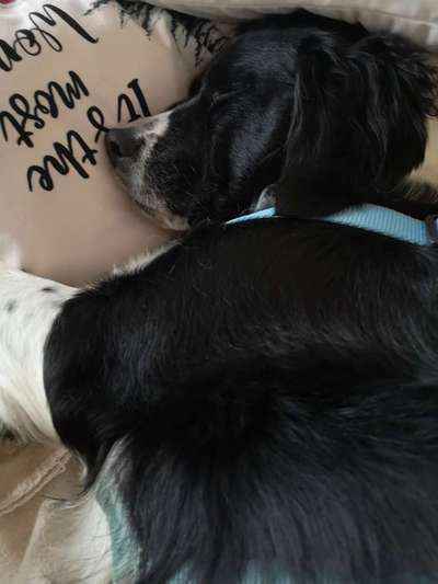 Darf der Hund bei Euch im Bett schlafen?-Beitrag-Bild