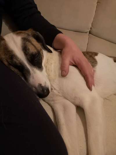 Windhunde - Treffen der besonderen Schönheiten
HERZLICH WILLKOMMEN-Beitrag-Bild