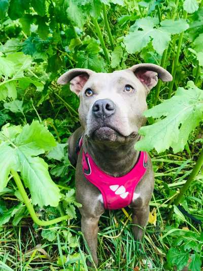 Fotochallenge No. 26                                     Wald und Wiese-Beitrag-Bild