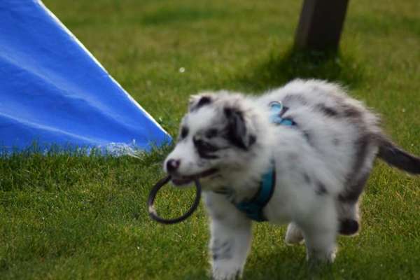 Hunde mit Behinderung-Beitrag-Bild