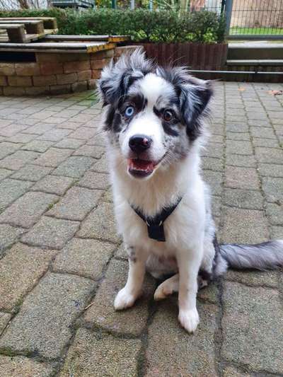 Hundetreffen-Aussie's untereinander-Bild