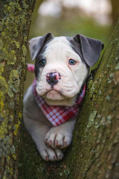 Hundetreffen-Welpentreff zum sozialisieren-Bild