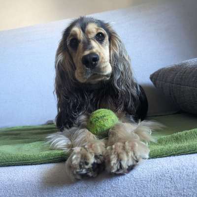 Hundetreffen-Cocker Spaniel sucht Spielkameraden-Bild