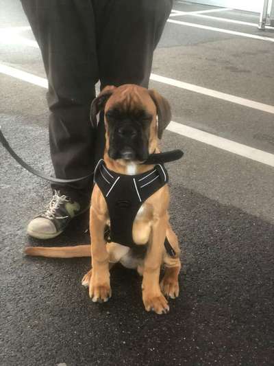 Deutsche Boxer-Beitrag-Bild