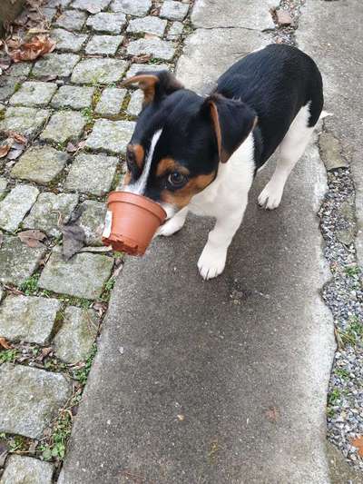 Welpen Bilder !-Beitrag-Bild