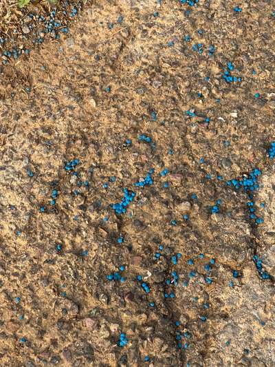 Giftköder-Blaue Kügelchen auf dem Weg-Bild