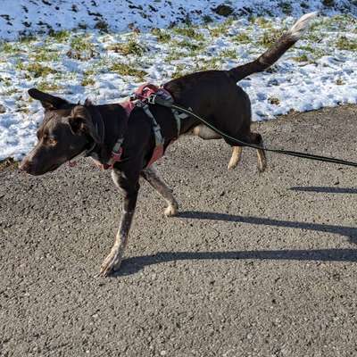 Hundetreffen-Hundespieltreffen Nähe Frickenhausen-Bild