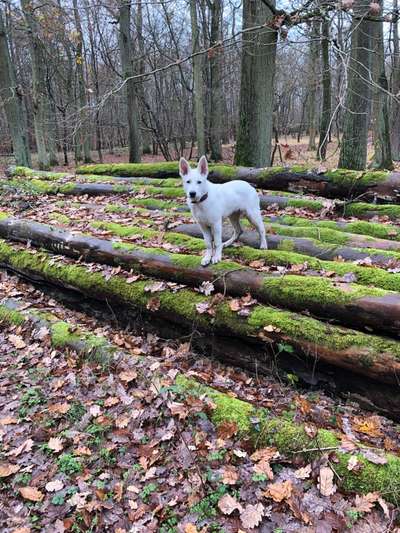 Deutsche Schäferhunde, Belgische Schäferhunde.-Beitrag-Bild
