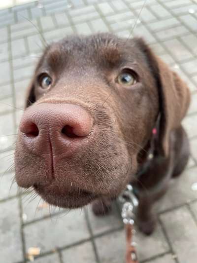 Foto's und Hundemodels-Beitrag-Bild