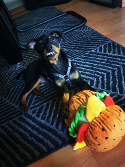 Zeige das lustigste Bild eures Hundis-Beitrag-Bild