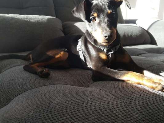 Welpen Bilder !-Beitrag-Bild