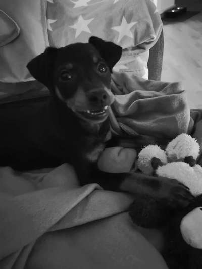 Die Dogorama Kalender Challenge Titelbild-Beitrag-Bild