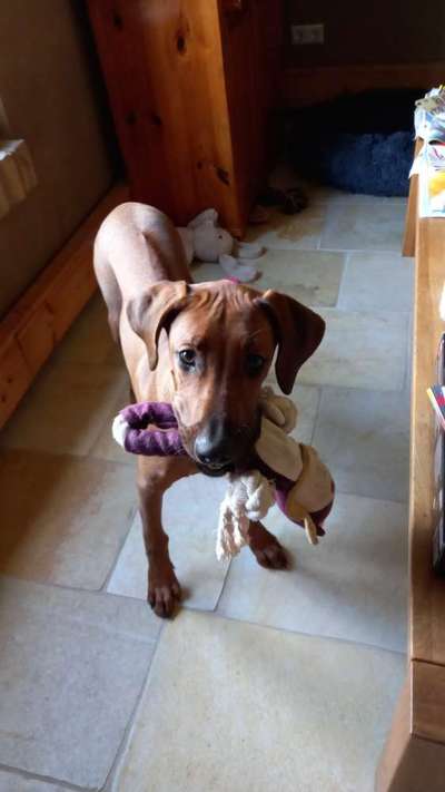 Rhodesian Ridgeback-Beitrag-Bild