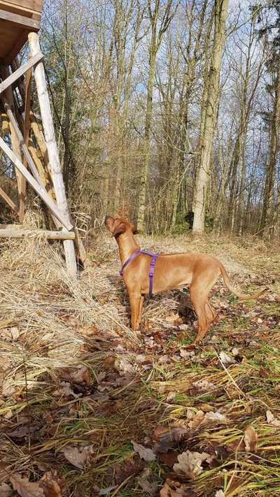 Rhodesian Ridgeback-Beitrag-Bild