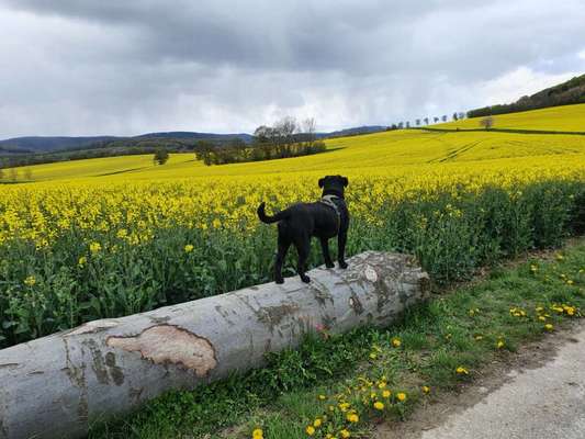 Fotochallenge 78

Es grünt und blüht-Beitrag-Bild