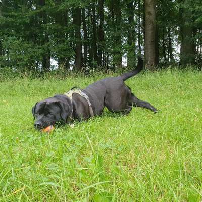 Hundetreffen-Gassi oder Spielrunde-Profilbild