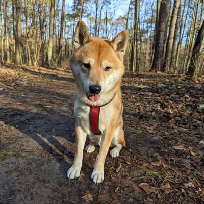 Hundetreffen-Schlachtensee-Bild