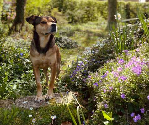 TierschutzhundeStammtisch🐕-Beitrag-Bild