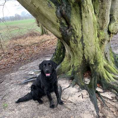 Hundetreffen-Spaziergang oder einfach nur mal toben-Bild