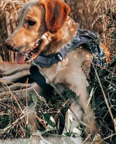 Welche Rasse? Und warum?-Beitrag-Bild