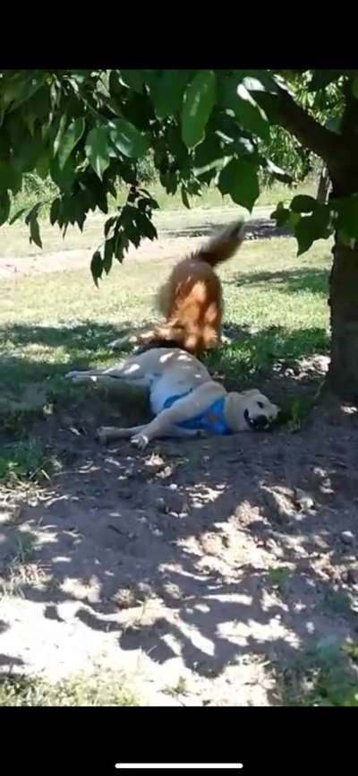 Zeige das lustigste Bild eures Hundis-Beitrag-Bild