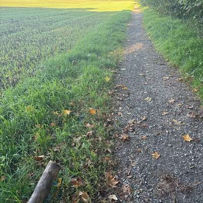 Giftköder-Vermutlich wieder Rattengift-Bild