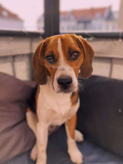 Dein Hund im Dogorama-Kalender 2021-Beitrag-Bild