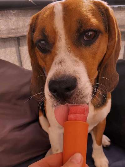 Dein Hund im Dogorama-Kalender 2021-Beitrag-Bild