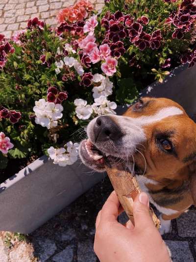 Dein Hund im Dogorama-Kalender 2021-Beitrag-Bild