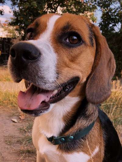 Dein Hund im Dogorama-Kalender 2021-Beitrag-Bild