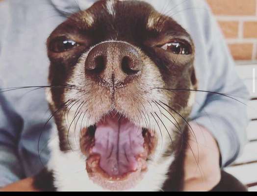 Lustigsten Grimassen von euren Hunden-Beitrag-Bild