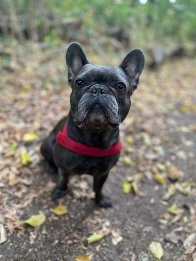 Hundetreffen-Frenchie sucht Spielkameraden 🐶-Bild