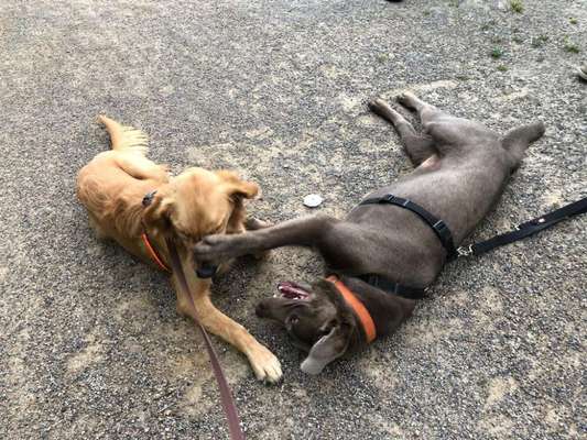 Bester Freund, Hundekumpel - zeigt her!-Beitrag-Bild