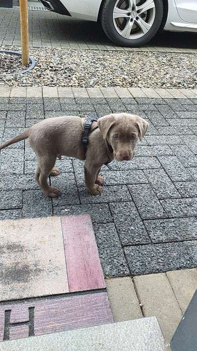 Welpen Bilder !-Beitrag-Bild