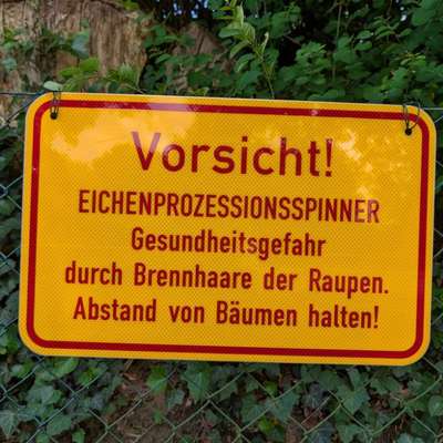 Giftköder-Eichenprozessionsspinner-Bild